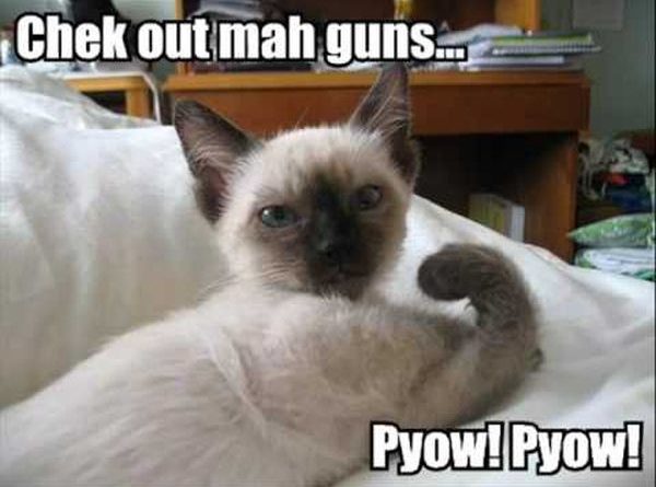 Check Out Mah Guns - Cat humor