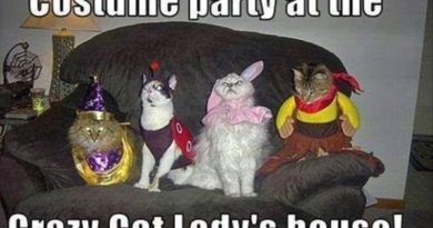 Costume Party - Cat humor
