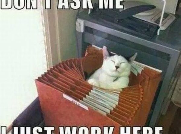 Don't Ask Me - Cat humor