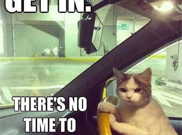 Get In! - Cat humor