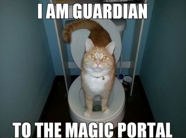 I Am Guardian - Cat humor