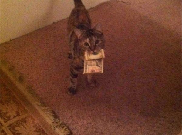 Here's 10 Bucks - Cat humor