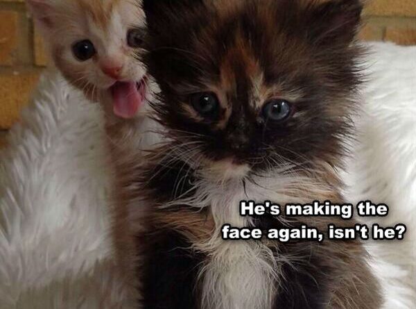 This is Why We Can't Have Nice Photos! - Cat humor