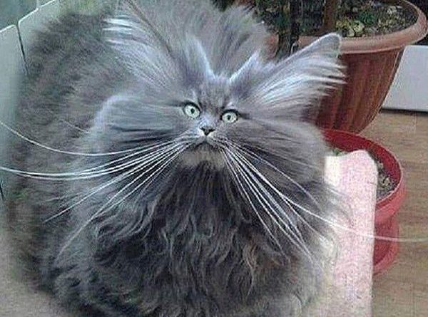 A Bad Hair Day - Cat humor