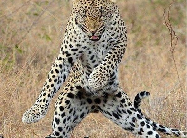 I Got The Moves Like Jaguar - Cat humor