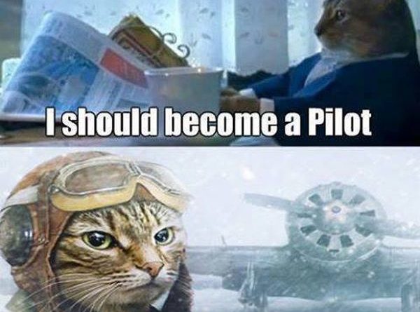 Best Decision Ever - Cat humor
