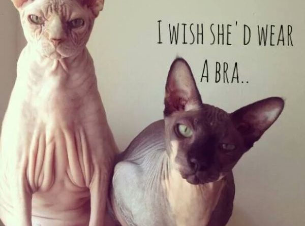 I Wish She'd Wear A Bra - Cat humor