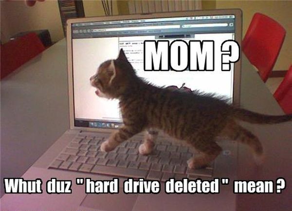 Mom? What Does This Mean? - Cat humor