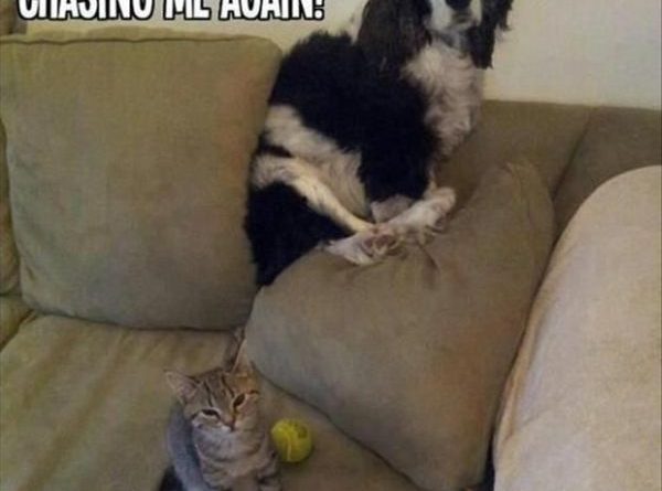 Mom, He Was Chasing Me - Cat humor