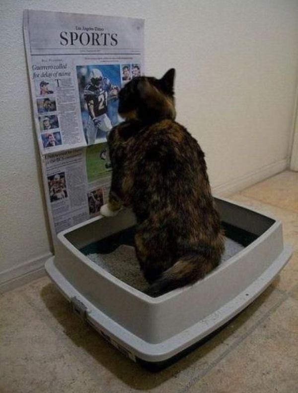 Meanwhile In The Litter Box - Cat humor