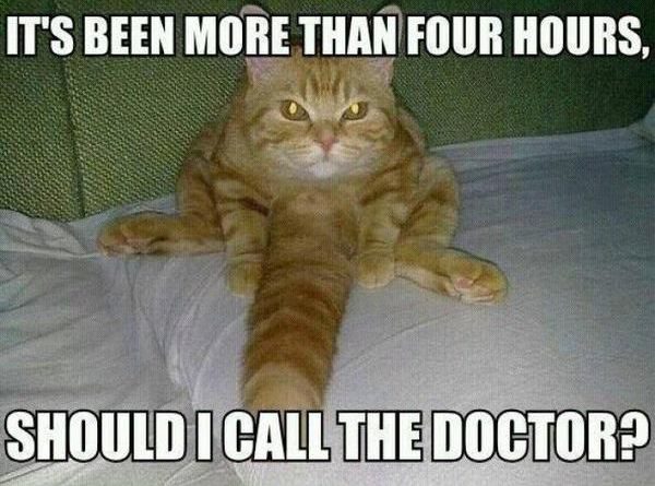 Should I Call The Doctor? - Cat humor