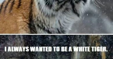 Hey! It's Snowing - Cat humor