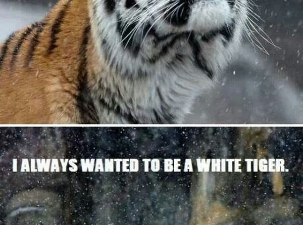 Hey! It's Snowing - Cat humor