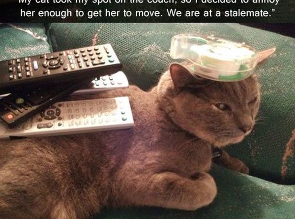 Stalemate - Cat humor