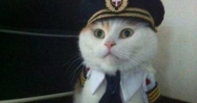 This Is Your Captain Speaking - Cat humor