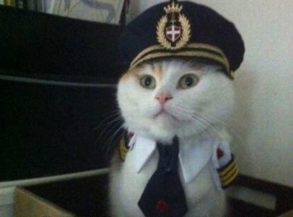 This Is Your Captain Speaking - Cat humor
