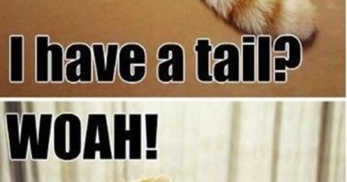 Wait, I Have A Tail? - Cat humor