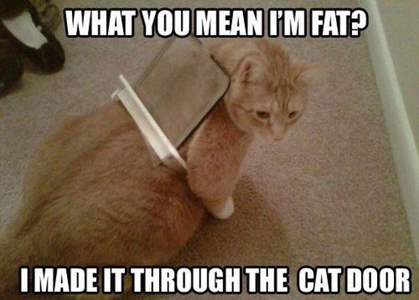 What Do You Mean I'm Fat? - Cat humor