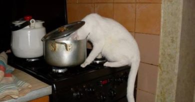 What's Cookin' Doc? - Cat humor