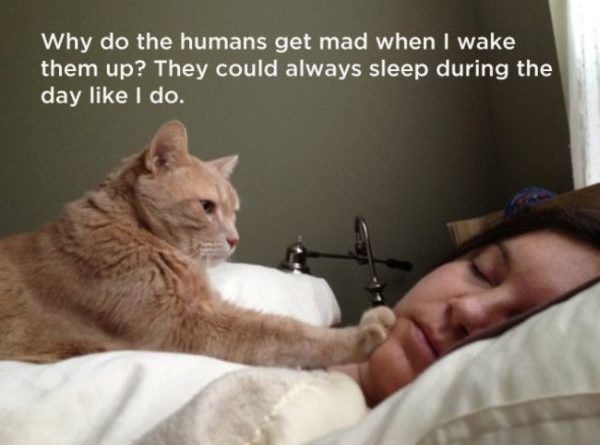 Why Do The Humans Get Mad When I Wake Them Up? - Cat humor