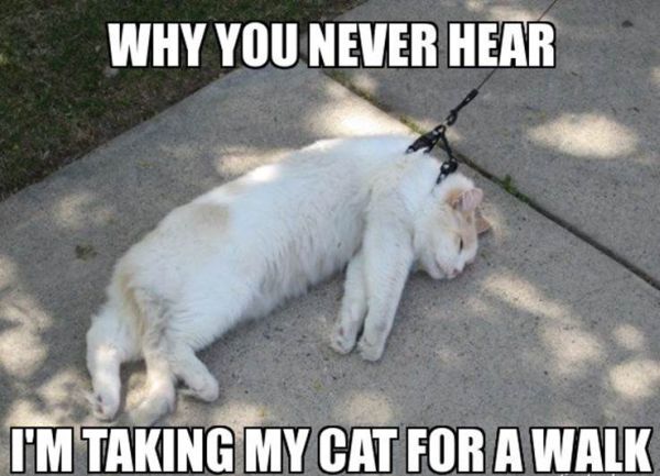 Why You Never Hear... - Cat humor