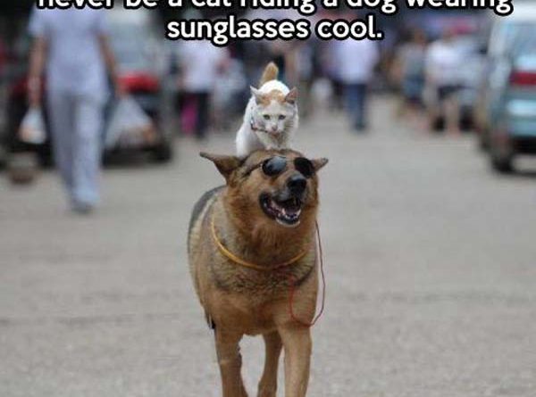 You Might Think You're Cool - Cat humor