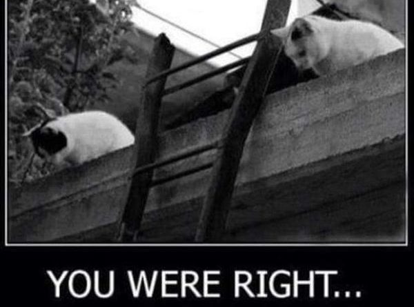 You Were Right... - Cat humor
