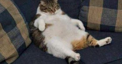 Ate 4 Boxes Of Thin Mints - Cat humor
