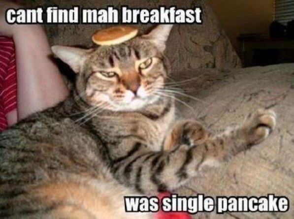 Can't Find My Breakfast - Cat humor