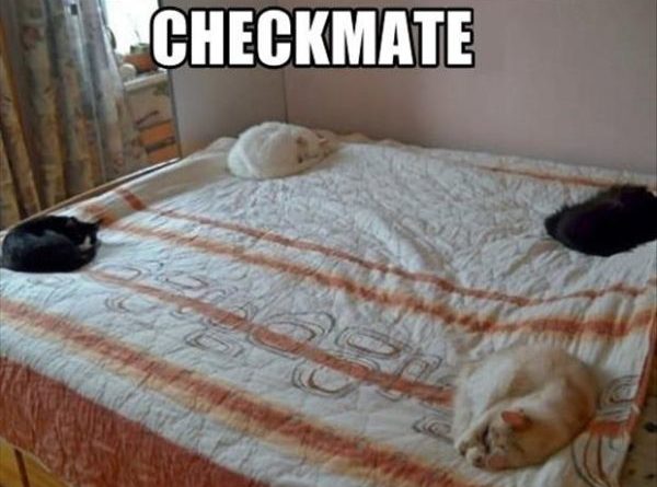 Checkmate - Cat humor
