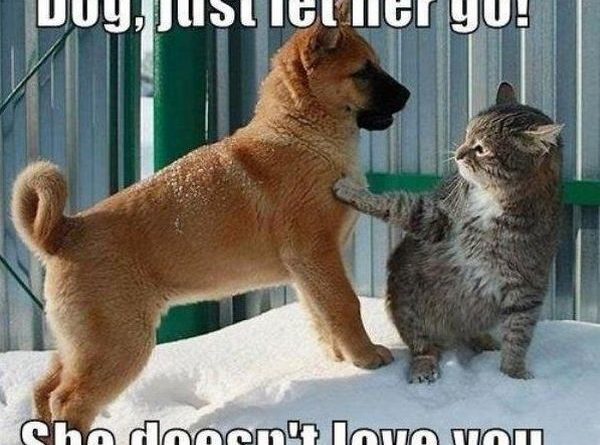 Dog, Just Let Her Go! - Cat humor