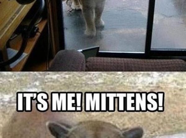 Dude! Let Me In - Cat humor