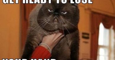 Get Ready To Lose... - Cat humor