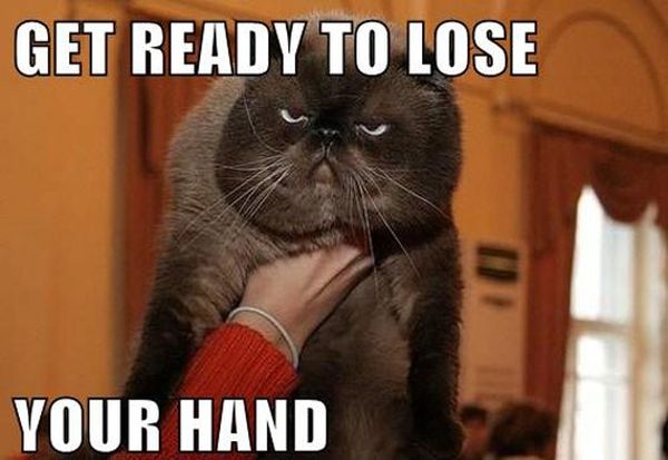 Get Ready To Lose... - Cat humor