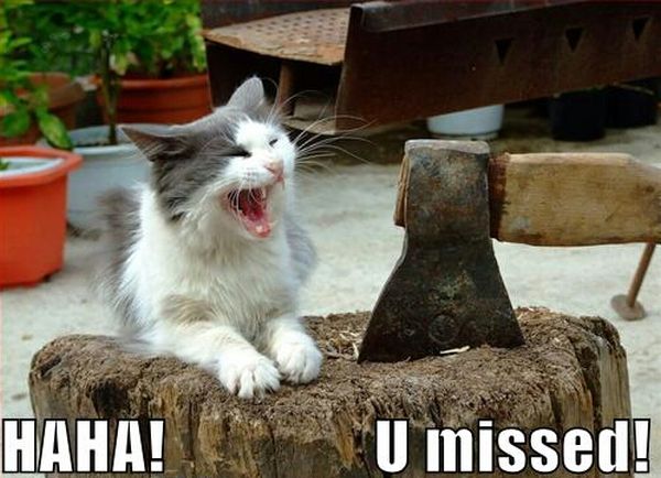 Haha! You Missed! - Cat humor