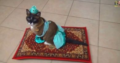 Halloween cat costume - cat humor