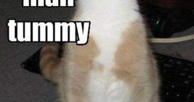 Happy Tummy - Cat humor