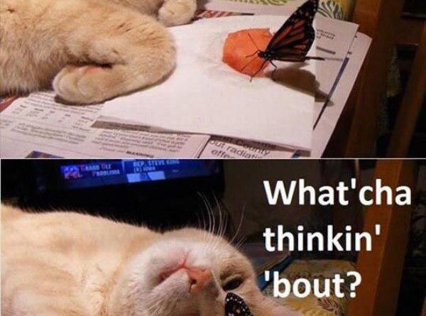Hey Butterfly... - Cat humor