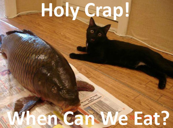 Holy Crap! - Cat humor