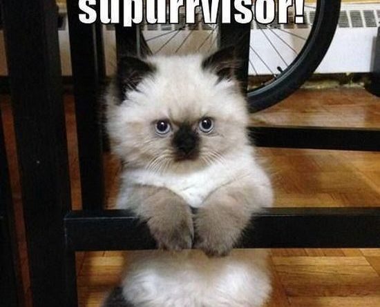 Home Supurrvisor - Cat humor