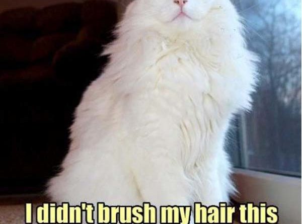 I Didn't Brush My Hair - Cat humor