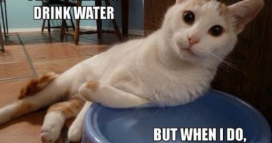 I Dont Always Drink Water But When I Do - Cat humor