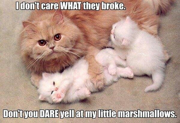 I Don't Care What They Broke - Cat humor