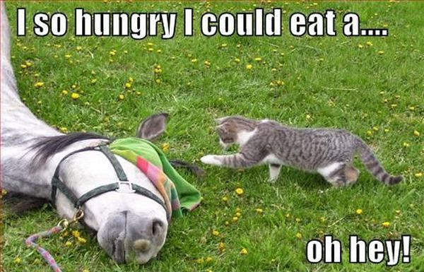 I So Hungry I Could Eat A... - Cat humor