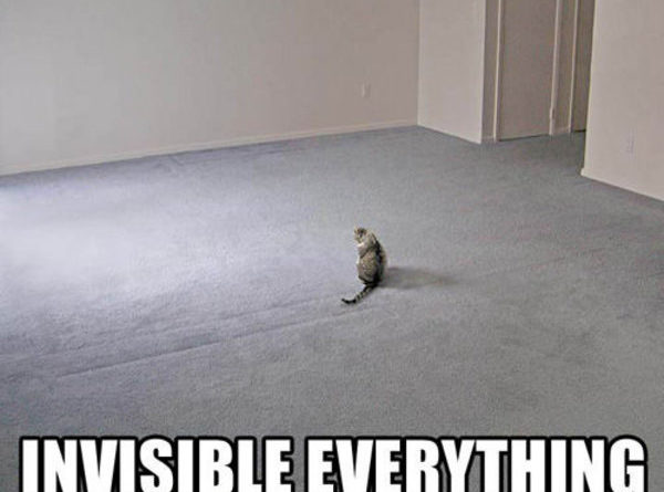 Invisible Everything - Cat humor