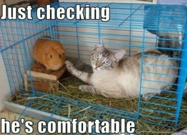 Just Checking - Cat humor