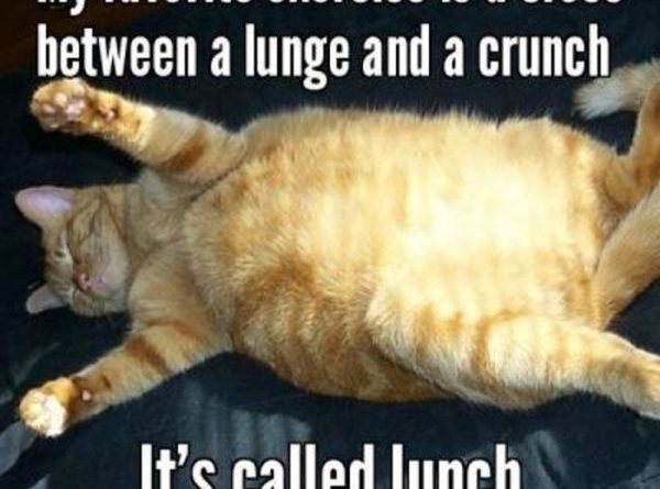My Favorite Exercise - Cat humor