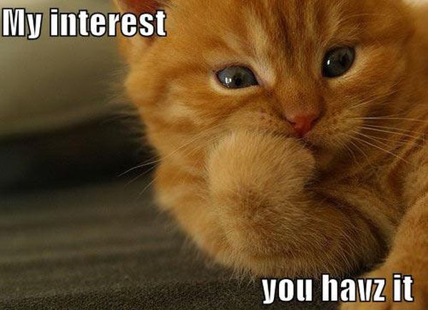 My Interest - Cat humor