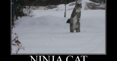 Ninja Cat - Cat humor