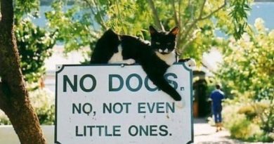 No Dogs - Cat humor
